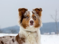  Eulenbis im Schnee